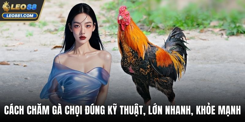 Cách Chăm Gà Chọi Đúng Kỹ Thuật, Lớn Nhanh, Khỏe Mạnh