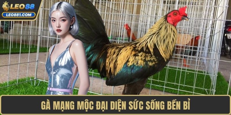 Gà mạng Mộc đại diện sức sống bền bỉ