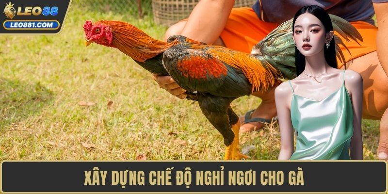 Xây dựng chế độ nghỉ ngơi cho gà